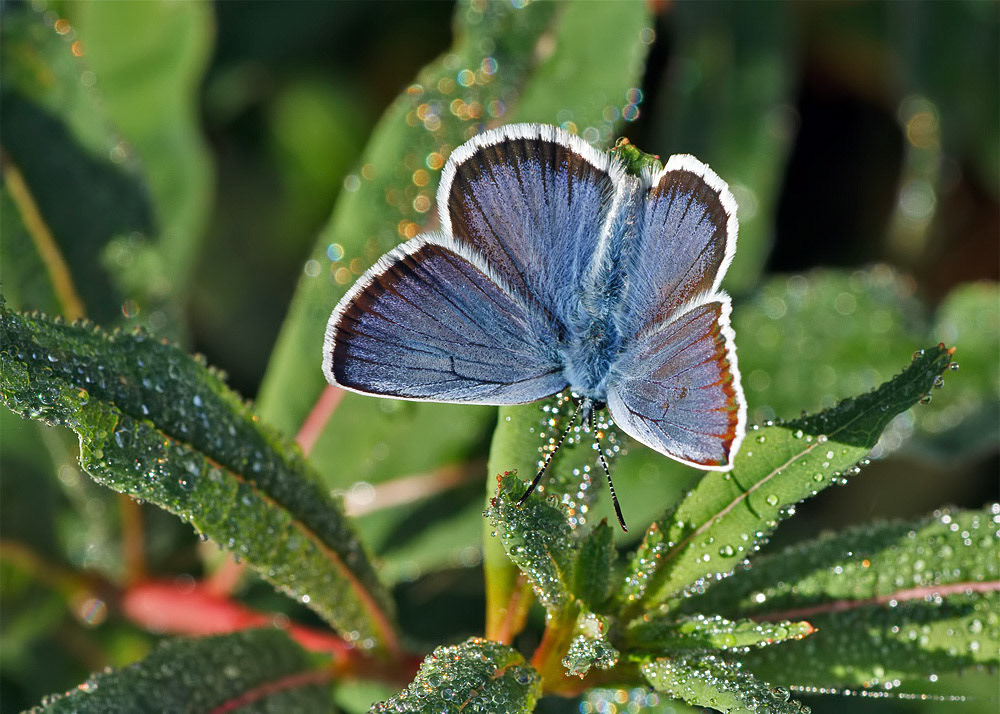 Silver-studded Blue