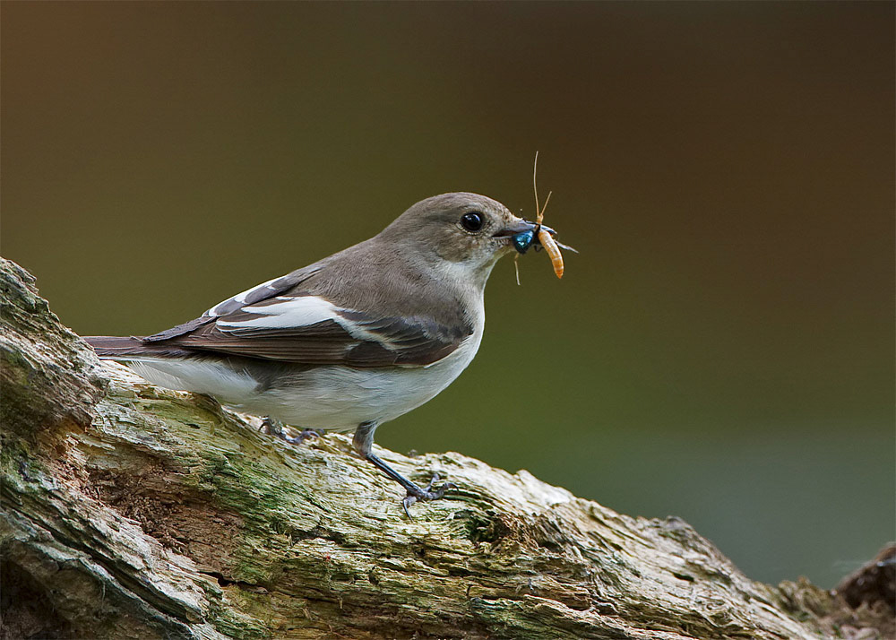 Female Pied Flycatcher