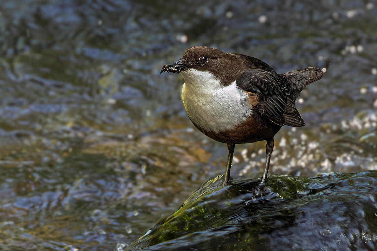 Dipper