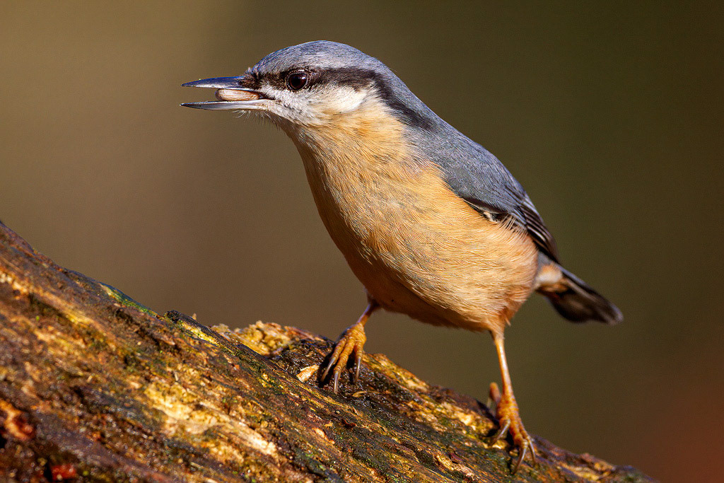 Nuthatch