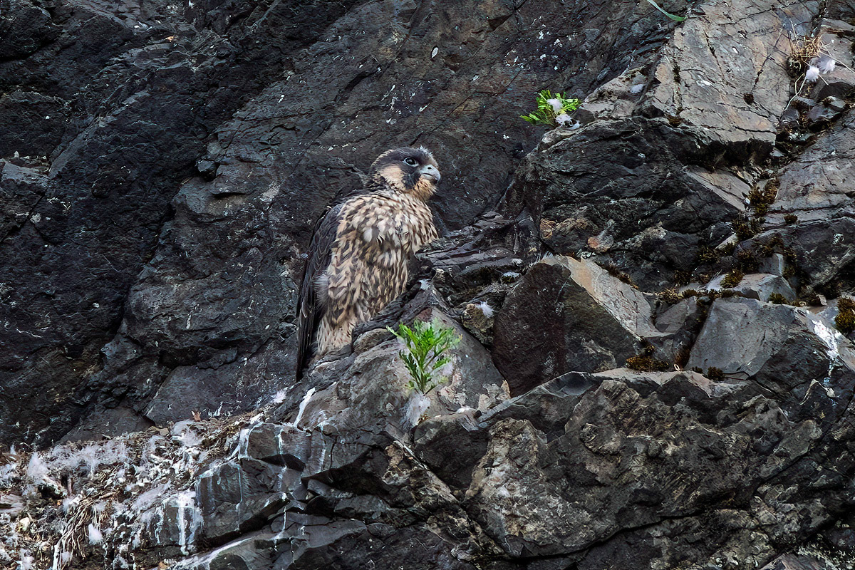 Peregrine