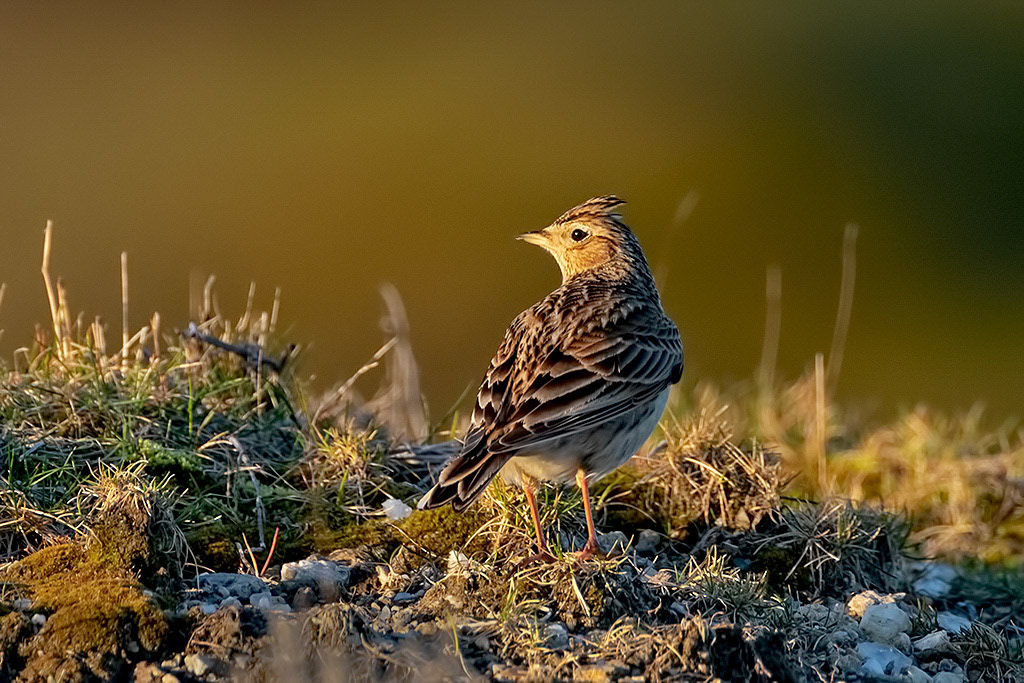 Skylark