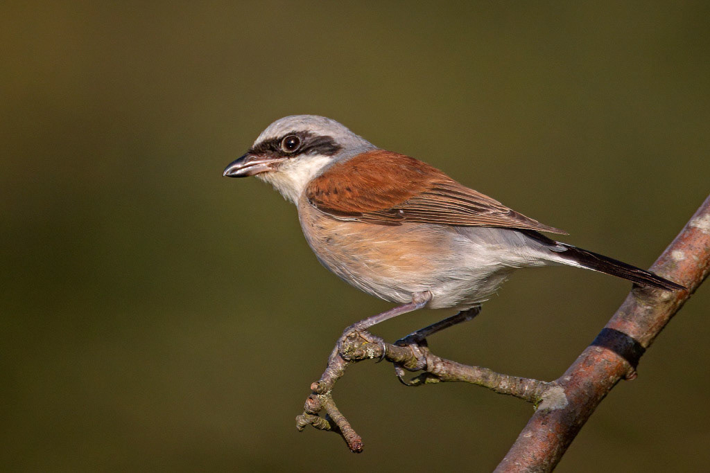 Red-backed Shrike