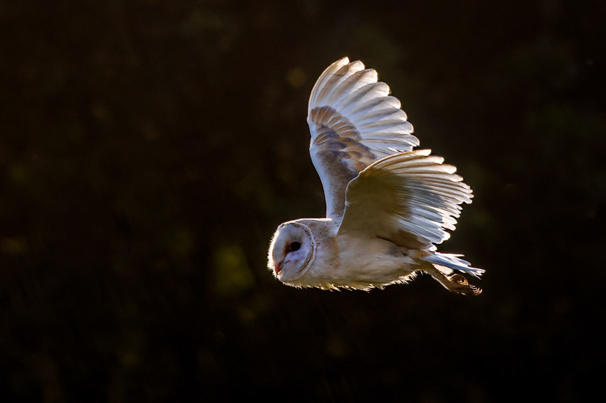 Barn Owl