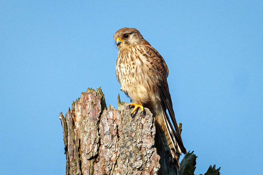 Kestrel