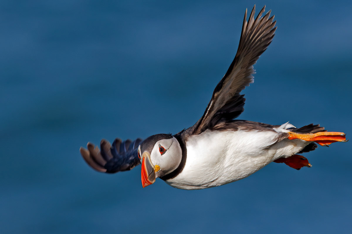 Puffin