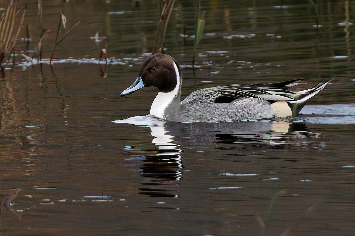 Pintail