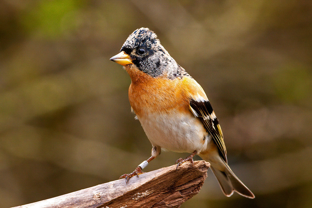 Brambling