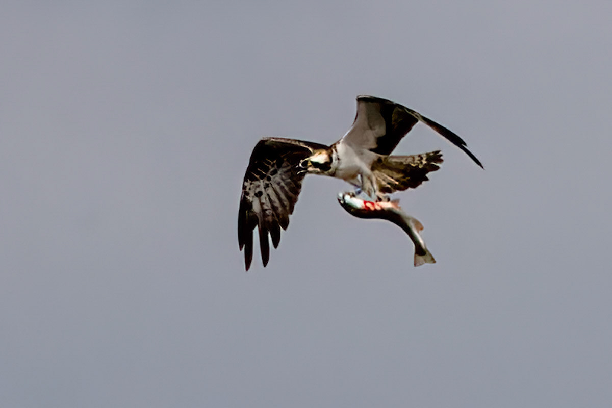 Osprey
