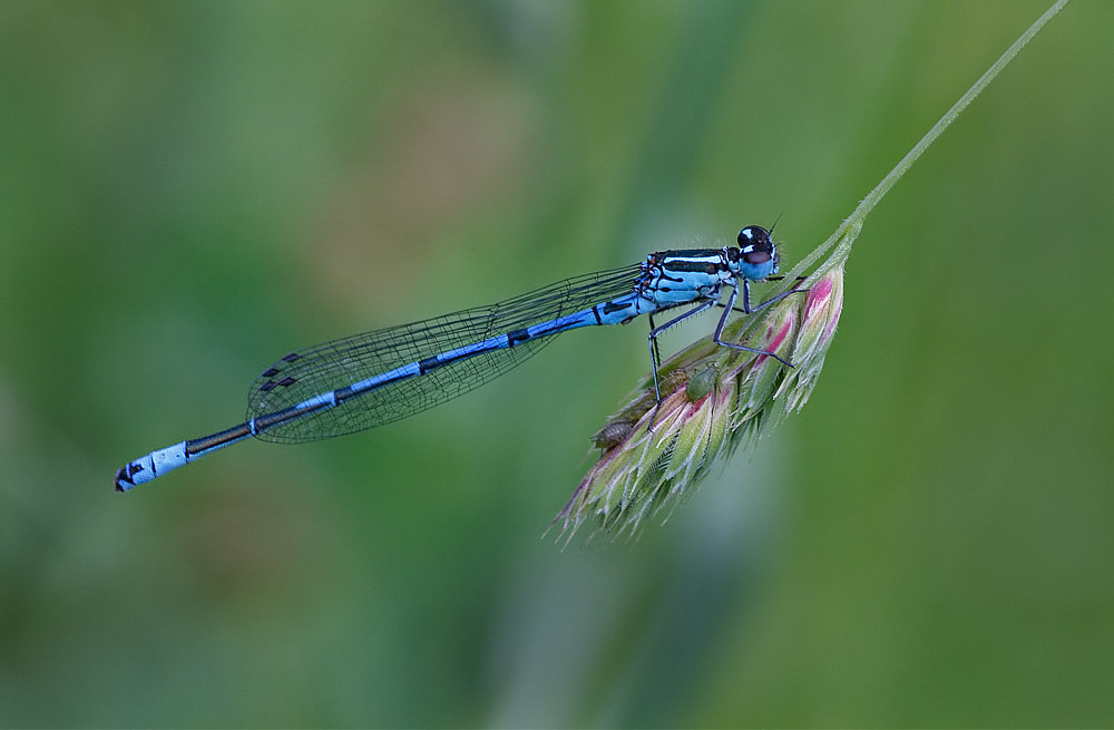 Azure Damselfly