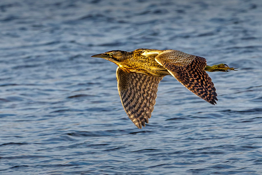 Bittern