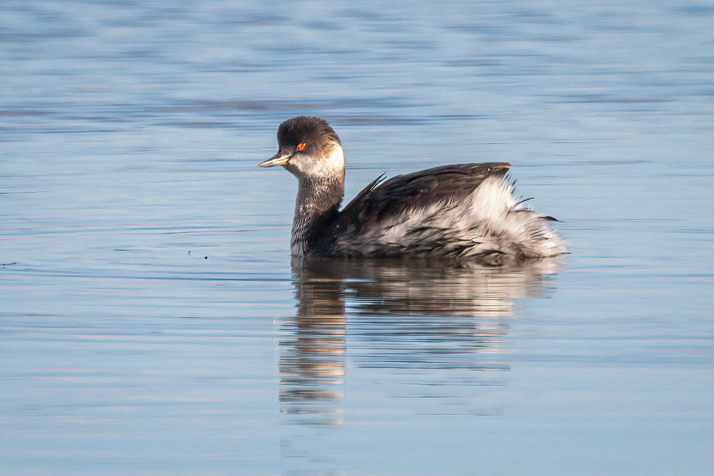 Black-necked Grebe