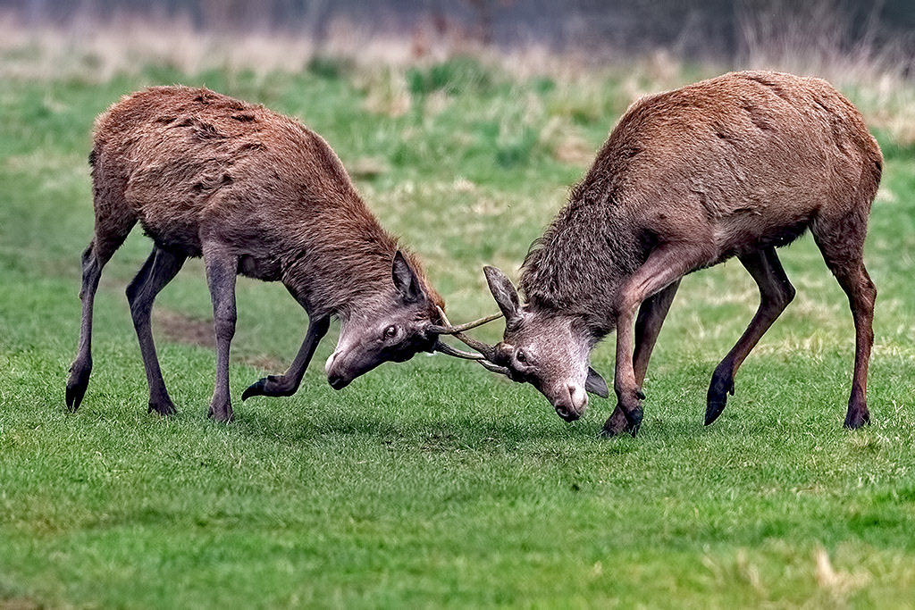 Red Deer