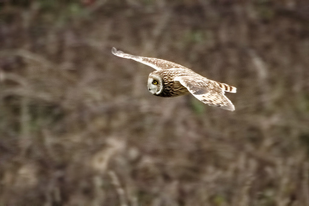Short-eared Owl