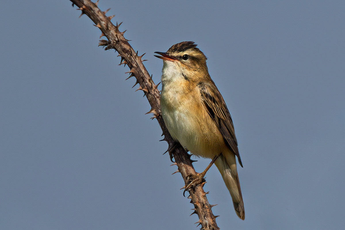 Sedge Warbler
