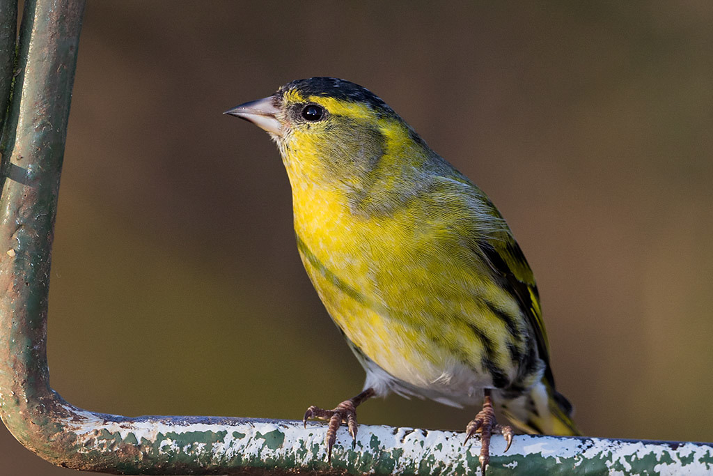 Siskin