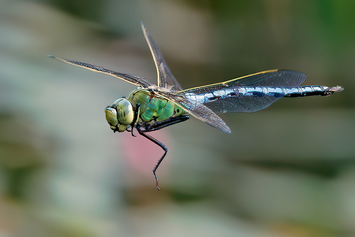 Emperor Dragonfly