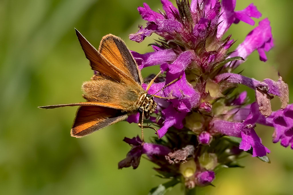 Small Skipper