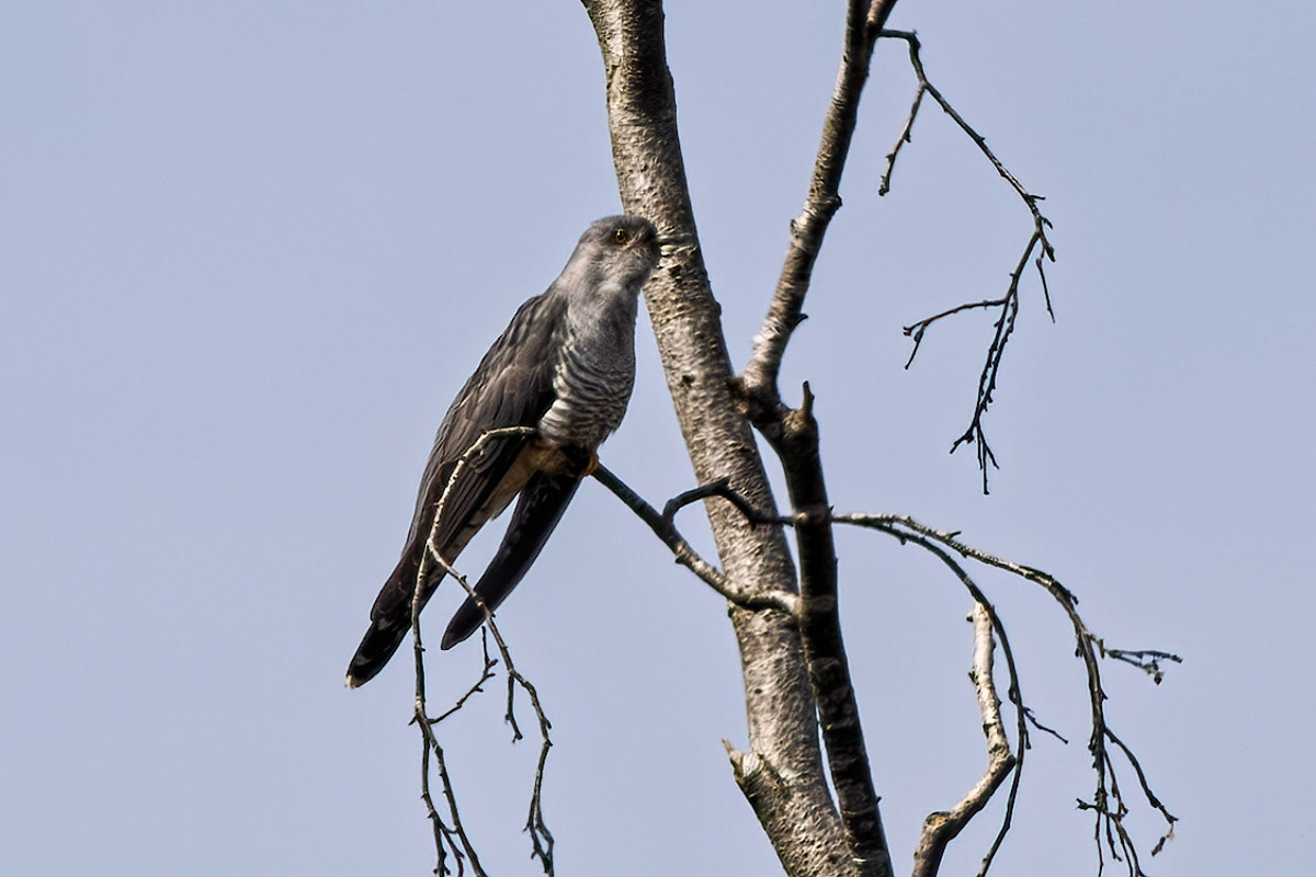 Cuckoo