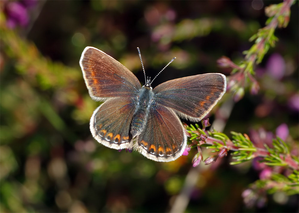 Silver-studded Blue