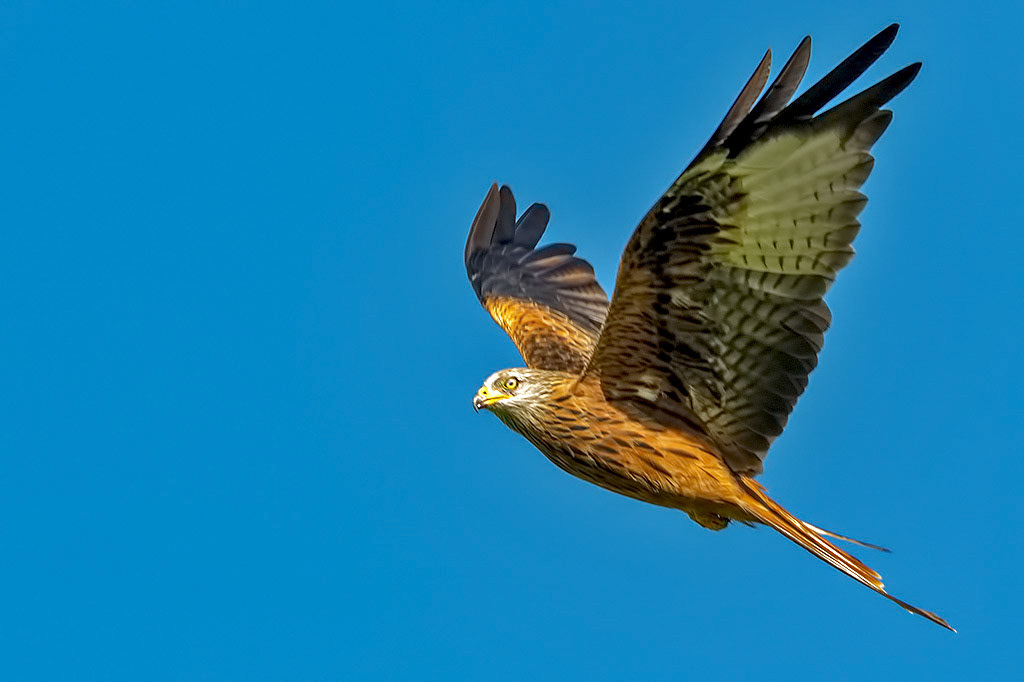 Red Kite