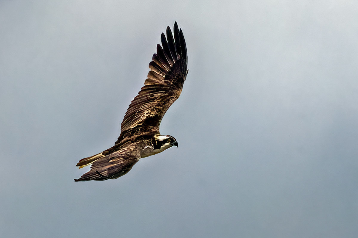 Osprey