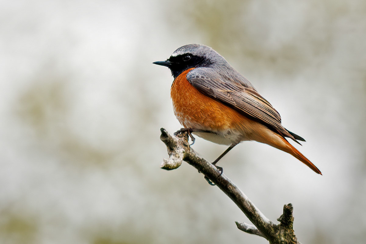 Redstart