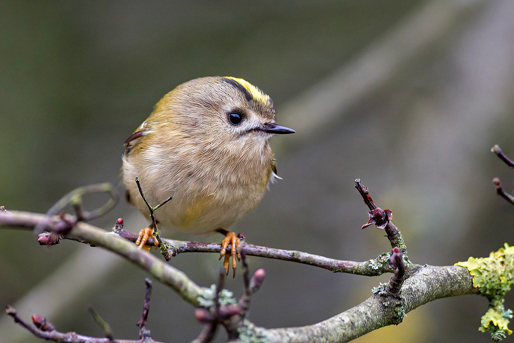 Goldcrest