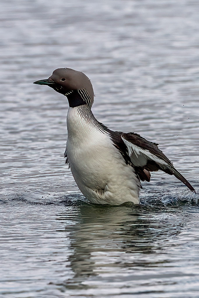 Black-throated Diver