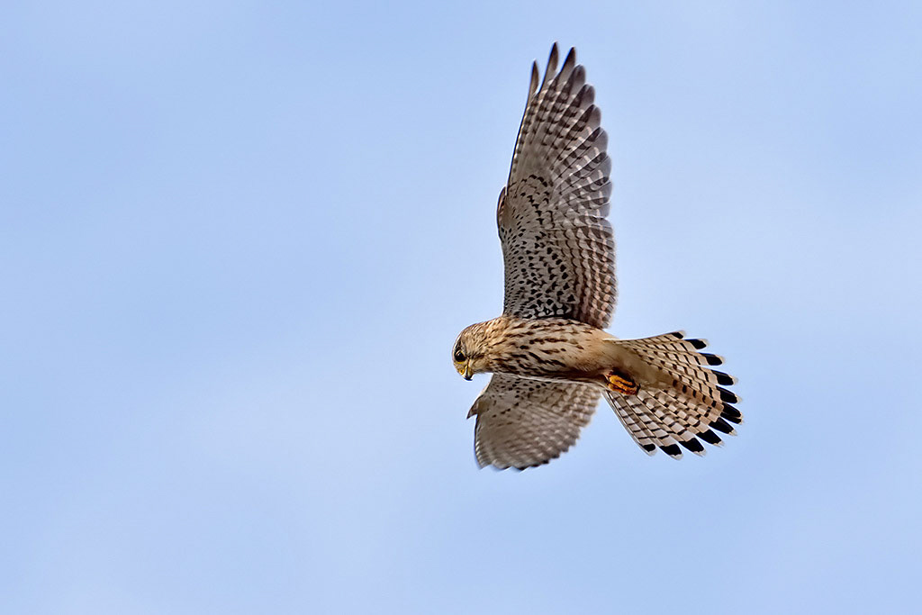 Kestrel