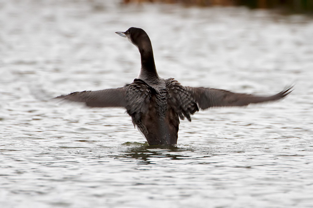 Great Northern Diver