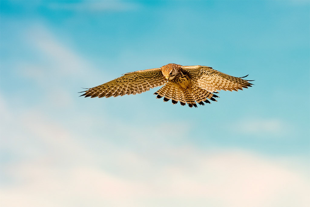 Kestrel