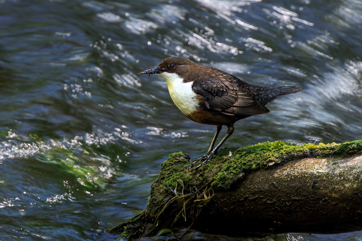 Dipper