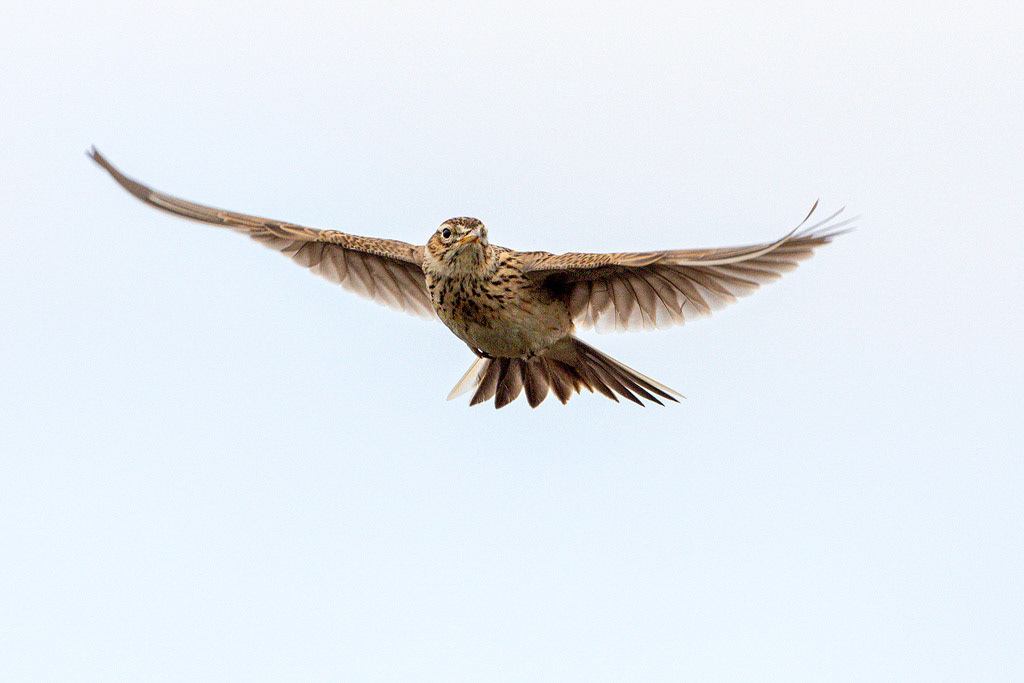Skylark