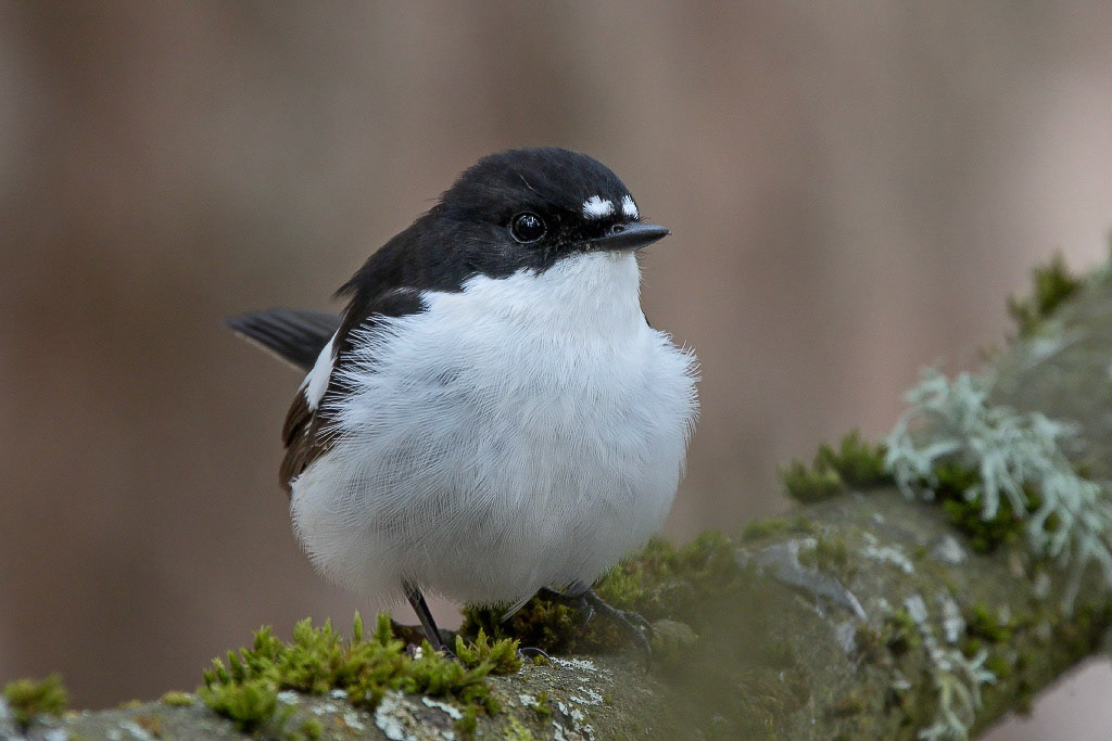 Pied Flycatcher
