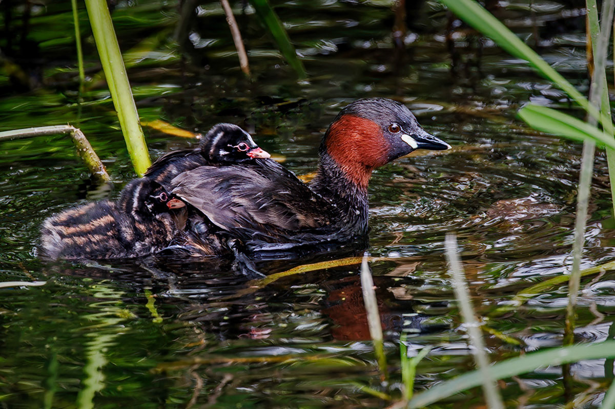 Little Grebe