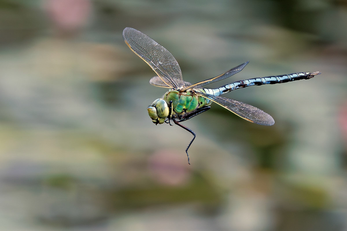 Emperor Dragonfly