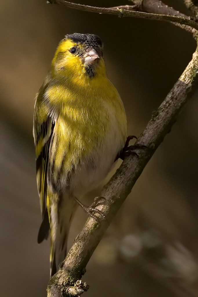 Siskin