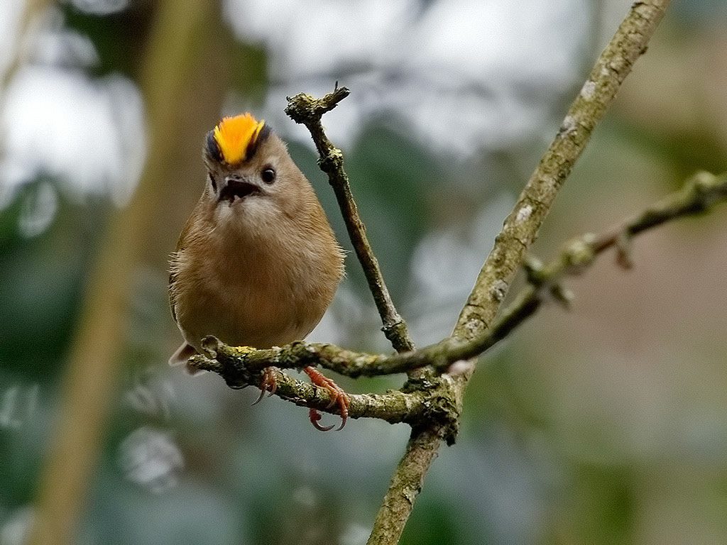 Goldcrest