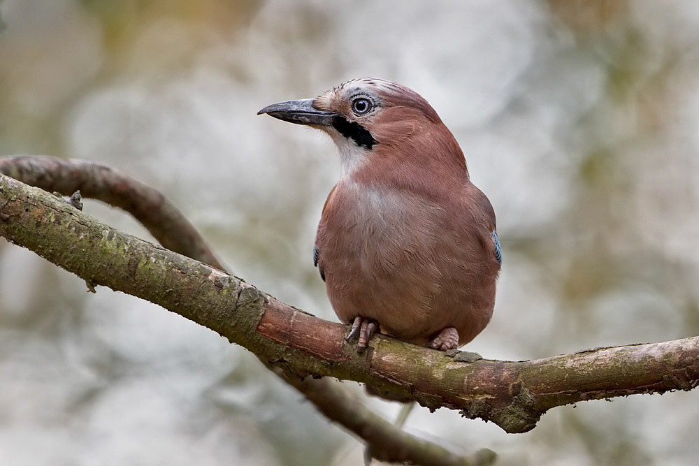 Jay