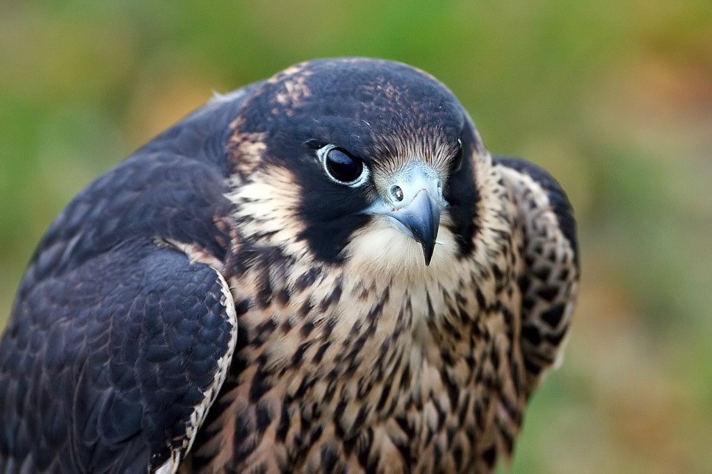 Peregrine