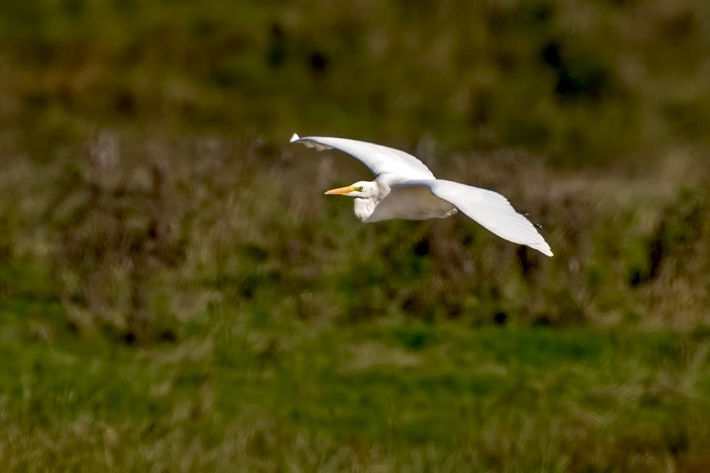 Great White Egret
