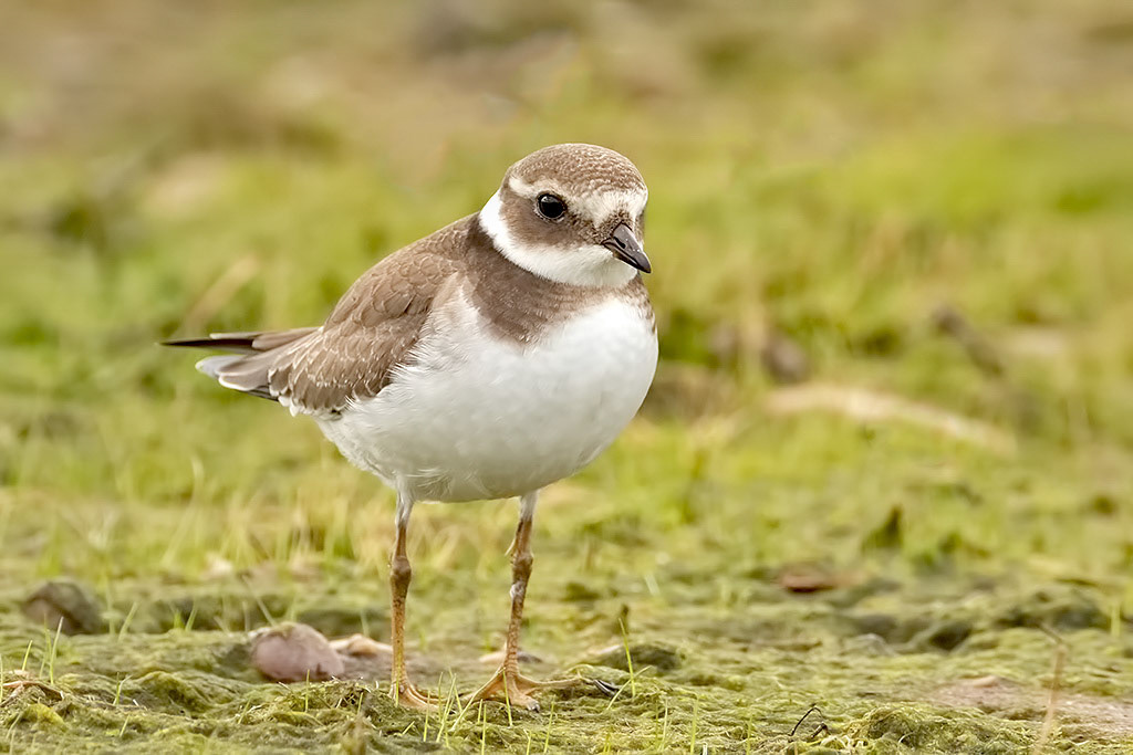 Ringed Plover