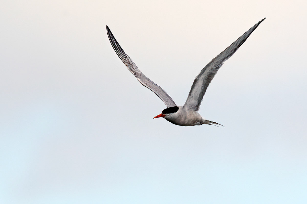 Common Tern