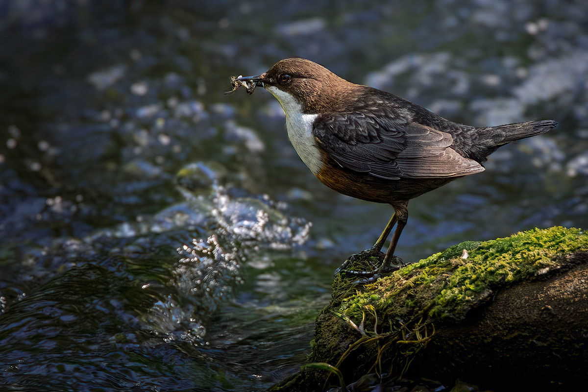 Dipper