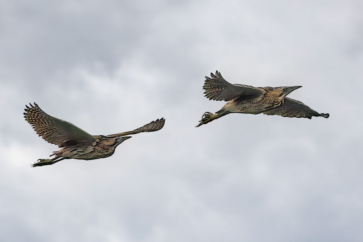 Bittern