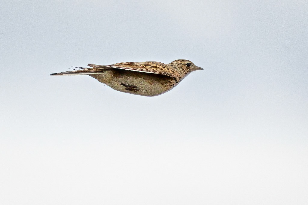 Skylark