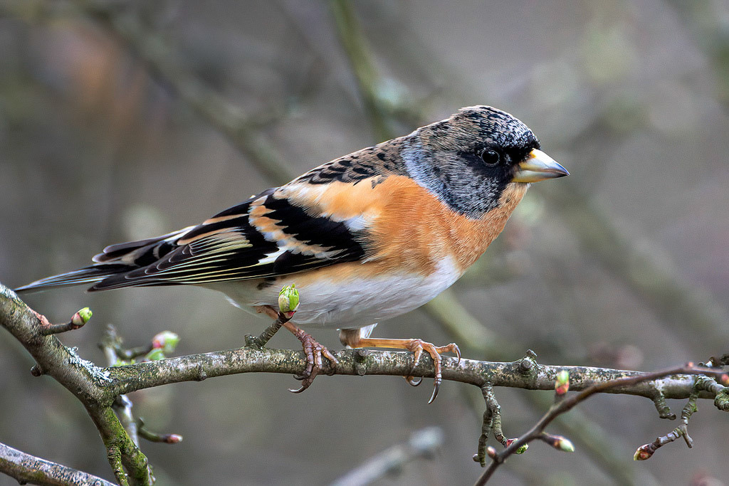 Brambling