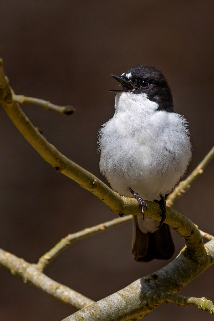 Pied Flycatcher