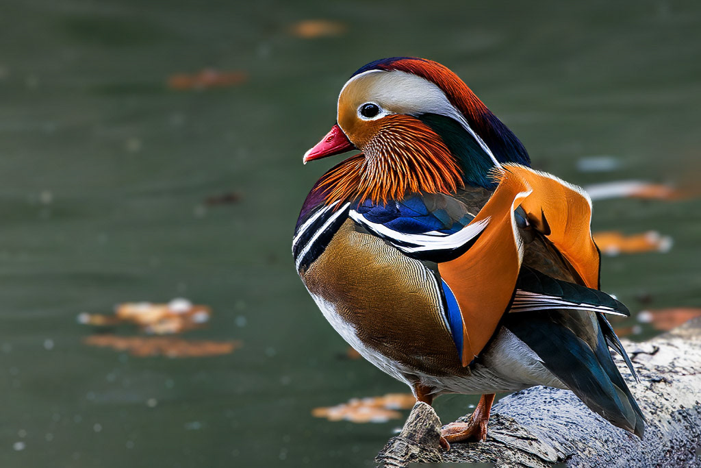 Mandarin Duck